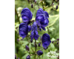 Aconitum napellus