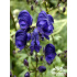 Aconitum napellus