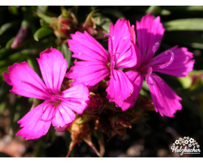 Dianthus carthusianorum var. humilis
