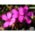 Dianthus carthusianorum var. humilis