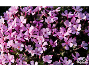 Phlox ‘Bořanovice’