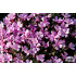 Phlox ‘Bořanovice’