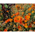 Geum coccineum ‘Borisii’