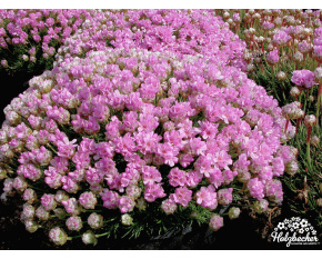 Armeria juniperifolia ‘Bevan’