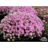 Armeria juniperifolia ‘Bevan’