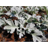 Artemisia stelleriana