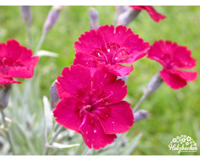 Dianthus ‘Rubin’