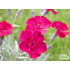 Dianthus ‘Rubin’