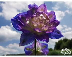 Delphinium ‘Bolero’