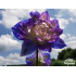Delphinium ‘Bolero’