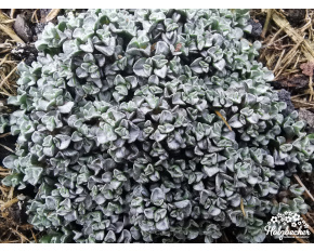 Raoulia australis