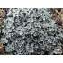 Raoulia australis