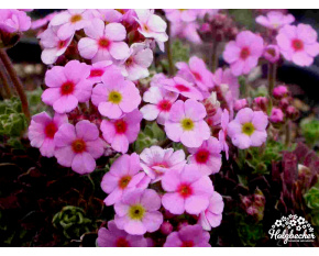 Androsace sempervivoides ‘Susan Joan’ Androsace sempervivoides ‘Susan Joan’