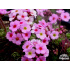 Androsace sempervivoides ‘Susan Joan’