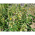 Teucrium scorodonia ‘subsp. scorodonia’