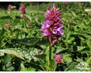 Agastache ‘Beelicious Purple’