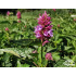 Agastache ‘Beelicious Purple’