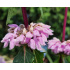Phlomis tuberosa