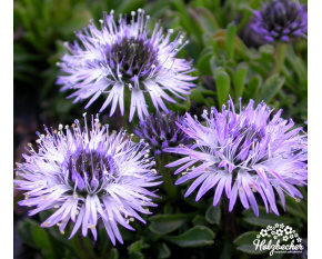 Globularia cordifolia