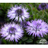 Globularia cordifolia
