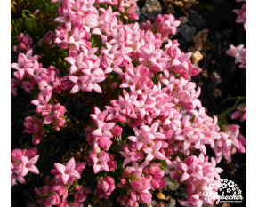 Asperula nitida