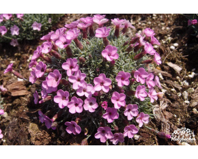 Dianthus subacaulis ‘Vera’