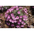 Dianthus subacaulis ‘Vera’