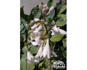 Hosta sieboldiana ‘Elegans’
