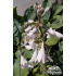 Hosta sieboldiana ‘Elegans’