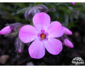 Phlox ‘Morgenstern’