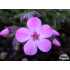 Phlox ‘Morgenstern’