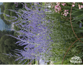 Perovskia atriplicifolia ‘Blue Spire’