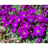 Aubrieta ‘Audrey Deep Purple’