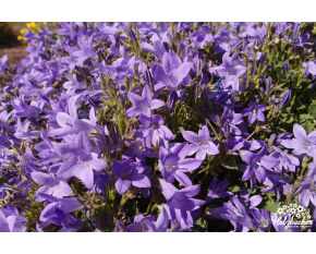 Campanula portenschlagiana