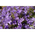Campanula portenschlagiana