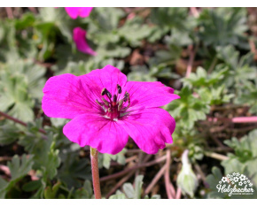 Geranium cinereum ‘Signal’