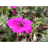 Geranium cinereum ‘Signal’