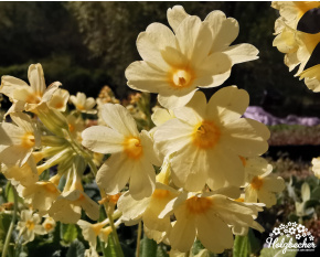 Primula elatior