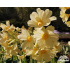 Primula elatior