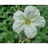 Erodium chrysanthum