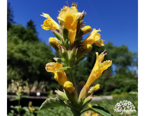 Agastache ‘Kudos Yellow’