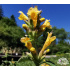 Agastache ‘Kudos Yellow’