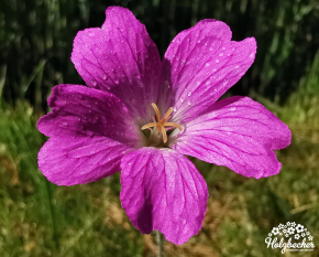 Geranium x oxonianum ‘Claridge Druce’