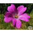 Geranium x oxonianum ‘Claridge Druce’
