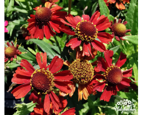 Helenium ‘Strawberry Sundae in vitro’