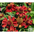 Helenium ‘Strawberry Sundae in vitro’
