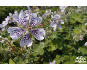 Geranium renardii