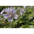 Geranium renardii