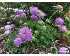 Scabiosa japonica ‘Blue Note’