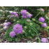 Scabiosa japonica ‘Blue Note’